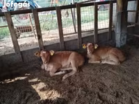 Lembu betina, Simmental cattle — foto 3