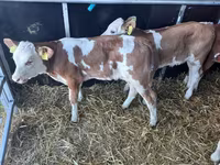 Gia súc (lô, chưa xác định giới tính), Simmental cattle — ảnh 3