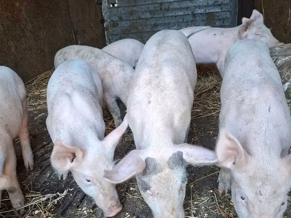 Babi betina, Pigs — Moldova