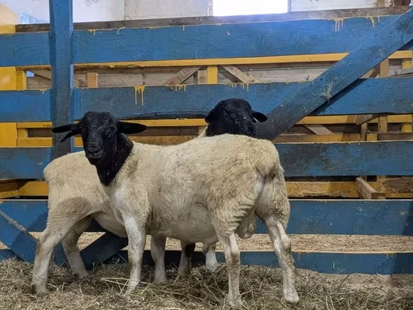قوچ, Suffolk sheep