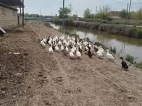 Ducks — снимка 1