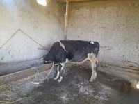أبقار (دفعة، الجنس غير محدد), Russian Black pied cattle — الصورة 2