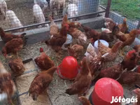 Chickens — foto 3
