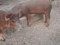 Babi hutan, Дюрок — foto 4