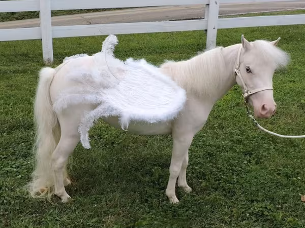 Stute, Miniature horse