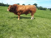 Stier, Limousin koe — foto 3