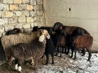 قوچ, Hissar sheep — عکس 3