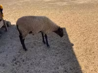 قوچ, Suffolk sheep — عکس 3