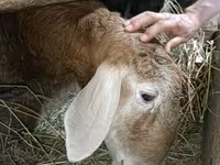 Berbec, Arashan sheep — foto 1