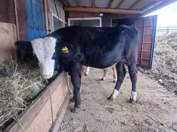 Býk, Swiss cattle