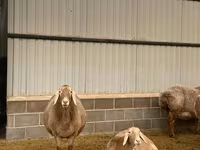 ஆண் ஆடு, Rhon sheep — புகைப்படம் 5