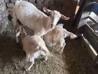 Буз, Saanen goat — акс 6