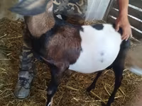 Ямаа, Nubian Goat — 7 зураг