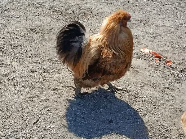 Chickens — Azerbaijan