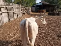 Үнээ, Charolais cattle — 6 зураг