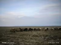 Widder, Edilbay sheep — Foto 6