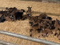 Goat, Alpine goat — photo 1