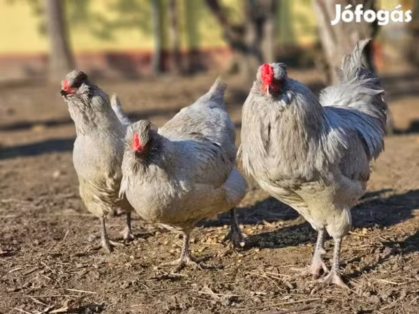 Araucana