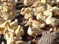 Ducks — عکس 1