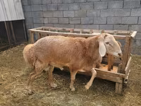 Κριός, Arashan sheep — φωτογραφία 1