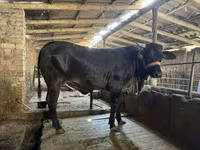 Krowa, Brahman — zdjęcie 2