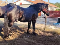 Hingst, Hästar — foto 1
