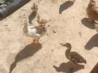 Geese — zdjęcie 4