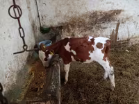 Tyre, Simmental cattle — foto 2