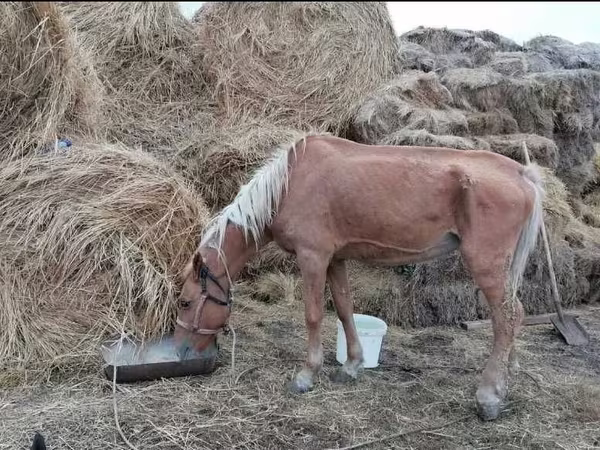 Iapă, Cai