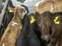 Toro, Bovini — foto 1