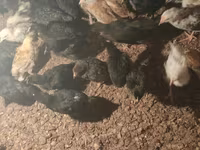 Chickens — zdjęcie 2