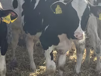 காளை, Russian Black pied cattle — புகைப்படம் 6