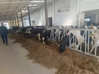 Lembu betina, Holstein breed — foto 6