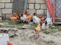 Chickens — ảnh 4