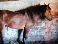 اسب (گروه، جنسیت مشخص نشده), Horse breed — عکس 6