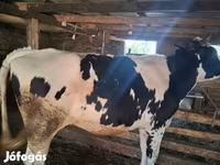 Lembu betina, Russian Black pied cattle — foto 2