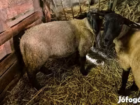 قوچ, White Suffolk sheep — عکس 2