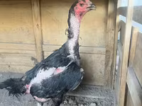 Chickens — ፎቶ 1