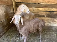 Խոյ, Afghan Arabi sheep — լուսանկար 3