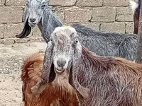 Capră, Damask goat — foto 3