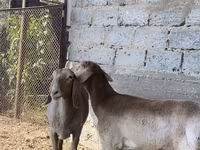 Baran, Arashan sheep — zdjęcie 3