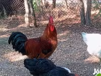 Ayam Cemani — foto 5