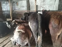 숫양, Tian-Shan semifinewool sheep — 사진 6