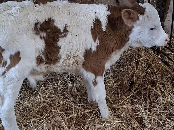 Lembu jantan, Simmental cattle