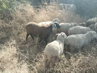 Montone, Pecore — foto 3