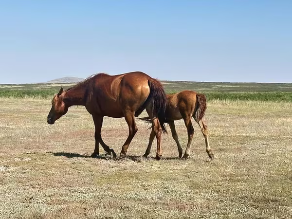 Cavalla, Kazakh horse