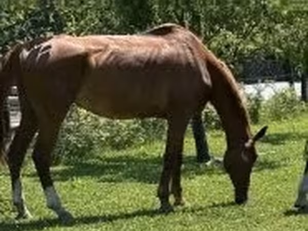 母马, Polish pony