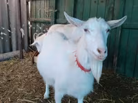بز ماده, Saanen goat — عکس 2