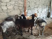 Kambing jantan, Rhon sheep — foto 1