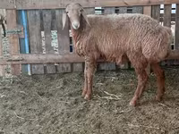 قوچ, Arashan sheep — عکس 1